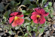 15th Mar 2022 - Red and yellow Violas