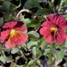 Red and yellow Violas by sandlily