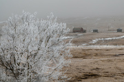 10th Mar 2022 - Frosty Morning in Alberta