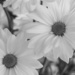 Black & White Daisies by lstasel