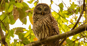 15th Mar 2022 - Spotted My Barred Owl Friend Today!