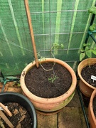 16th Mar 2022 - New Tomatoes 