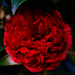 Red Camellia by eudora
