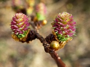15th Mar 2022 - Larch Blooms