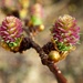 Larch Blooms by mitchell304
