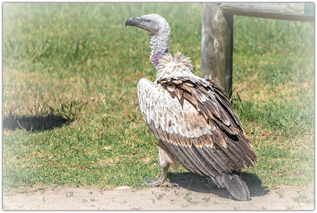 Cape Vulture  by ludwigsdiana