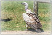 16th Mar 2022 - Cape Vulture 