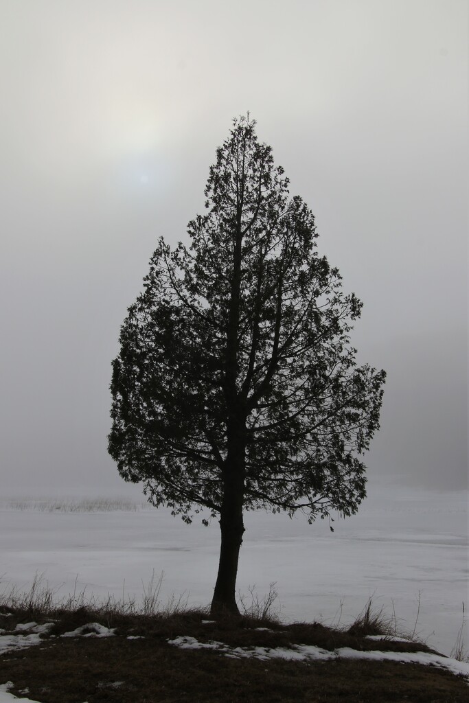 Fog and tree by edorreandresen