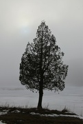 15th Mar 2022 - Fog and tree