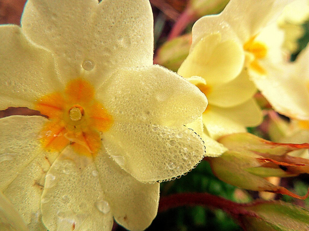 Wild primroses by etienne