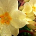 Wild primroses by etienne