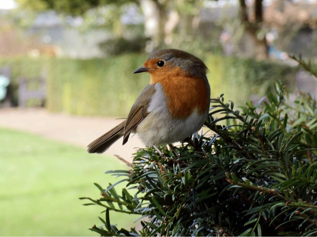 Robin in the Abbey Gardens by foxes37