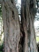 16th Mar 2022 - Tree Bark
