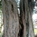 Tree Bark by g3xbm