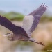 Heron in flight  by stuart46