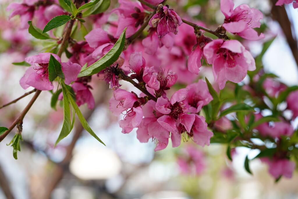Peach blossoms by acolyte