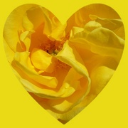 16th Mar 2022 - yellow rose