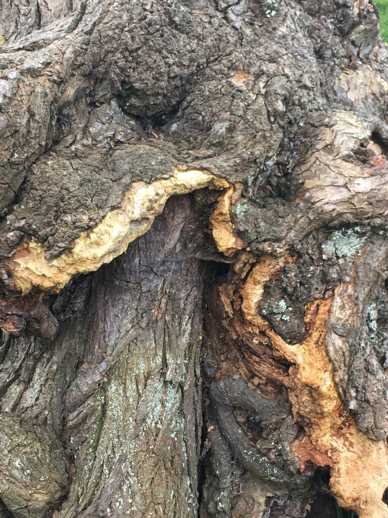 Knarly old tree by 365anne