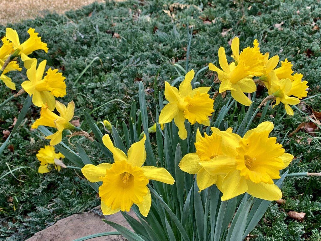 The master gardener’s daffodils  by louannwarren