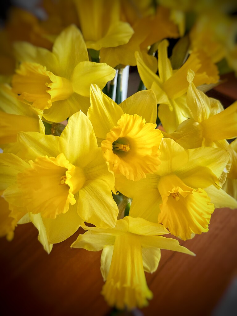 Daffodils  by denful