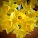 Daffodils  on 365 Project