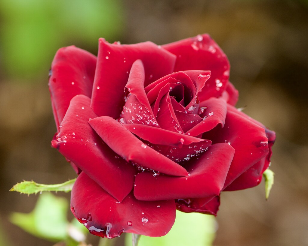 Raindrops On Roses DSC_9620 by merrelyn