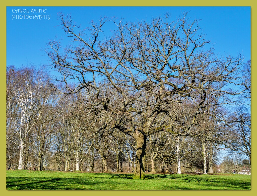 Trees In The Park by carolmw