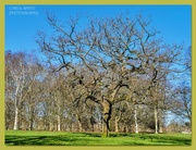 16th Mar 2022 - Trees In The Park
