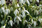 15th Mar 2022 - From Snow to Snowdrops
