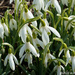 From Snow to Snowdrops by falcon11