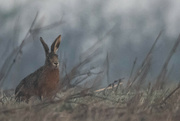 16th Mar 2022 - Hare in the mist