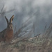Hare in the mist by stevejacob