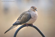 15th Mar 2022 - Mourning Dove