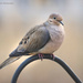Mourning Dove by mccarth1