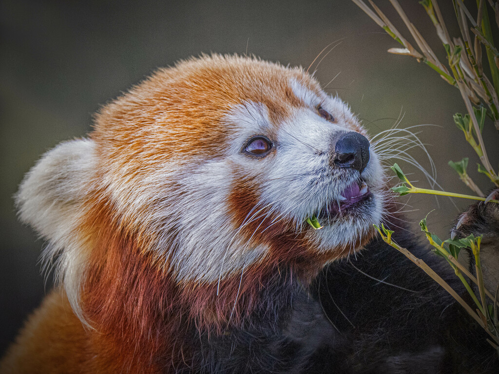 Red Panda. by gamelee