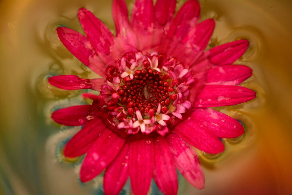 Pretty flower......... by ziggy77