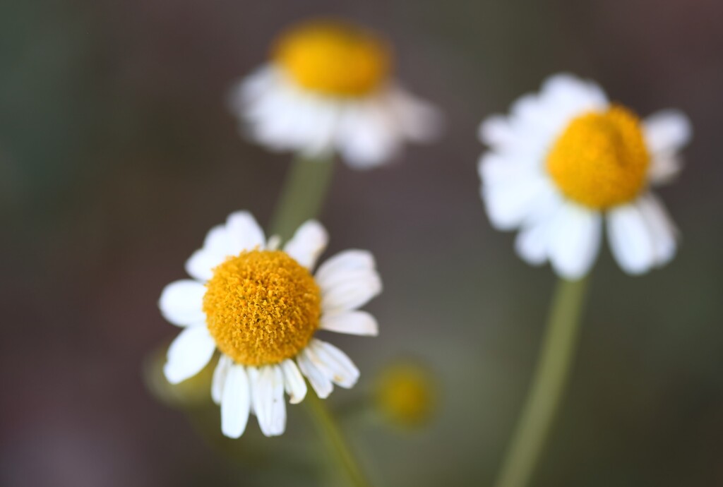 chamomile blooms by blueberry1222