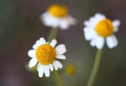 16th Mar 2022 - chamomile blooms