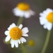 chamomile blooms by blueberry1222