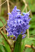 16th Mar 2022 - Purple Hyacinth