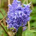 Purple Hyacinth by arkensiel