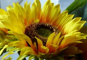 16th Mar 2022 - Sunflower