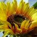 Sunflower by fishers