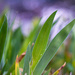 Iris leaves... by thewatersphotos