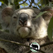 my face is magic by koalagardens