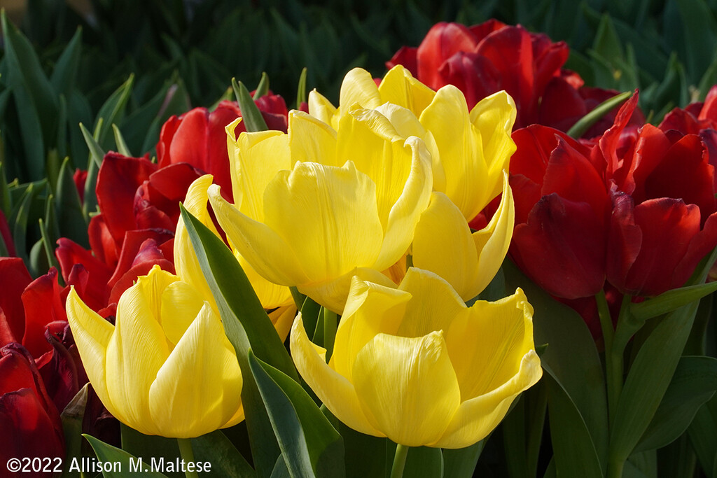 Backlit Tulips by falcon11