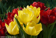 16th Mar 2022 - Backlit Tulips