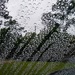   Raindrops Keep Falling On My Car ~ by happysnaps