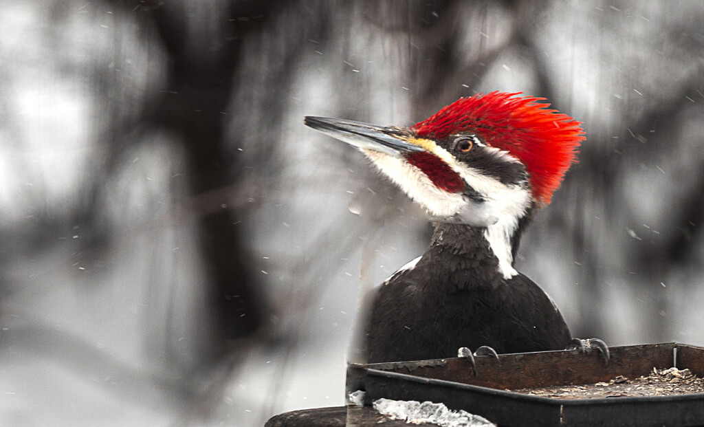 Male Pileated Woodpecker  by radiogirl