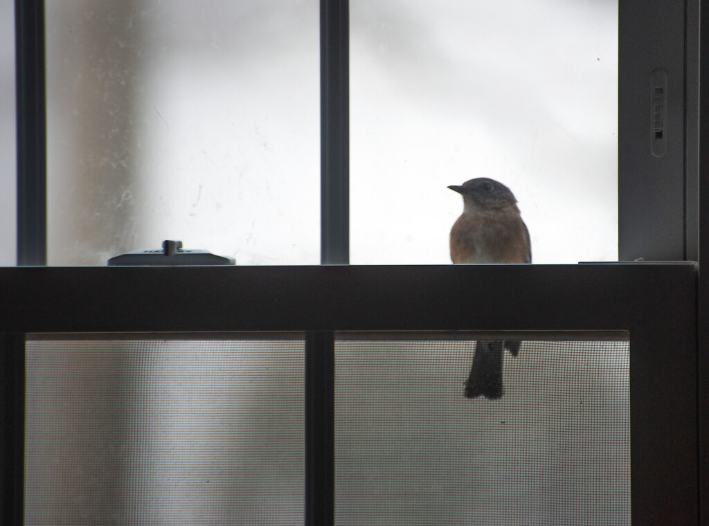 Bluebird knocking at the window by mccarth1